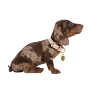 LV Off-White — Collar + Leash Set